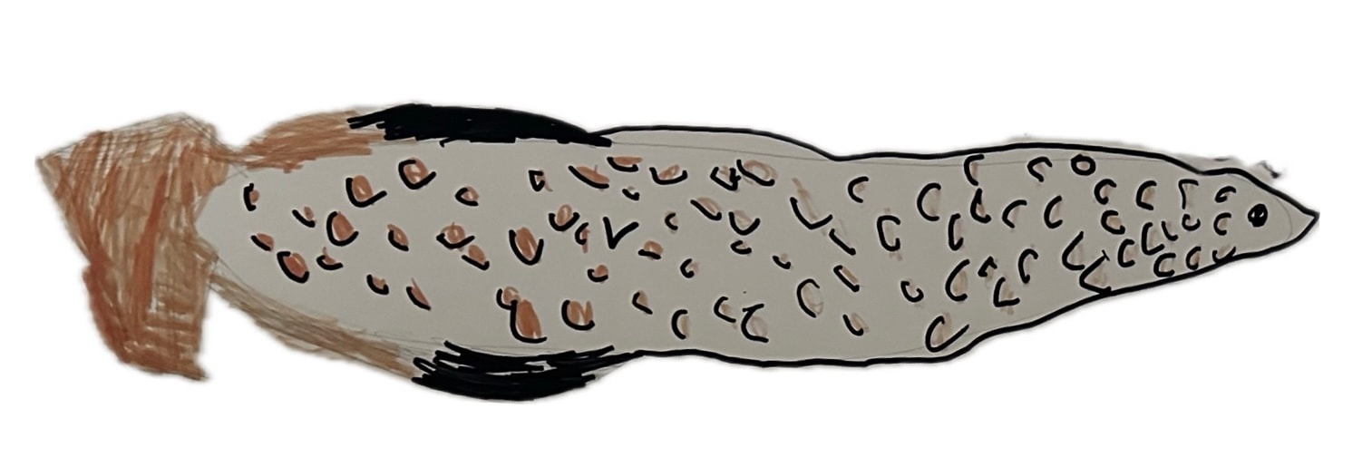 Joey's hand-drawn 'Save The Arapaima!' poster — crayon and marker on paper